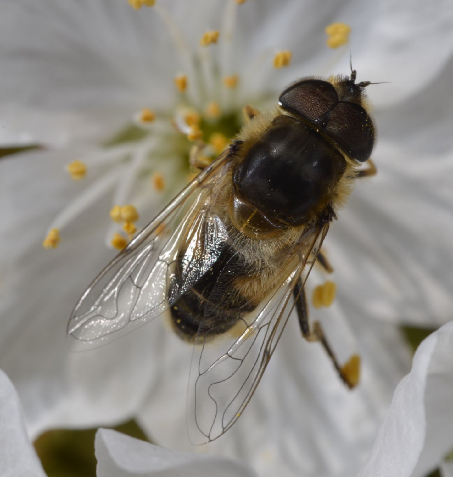 Syrphidae: Eristalis da id.